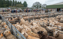 OPINION: Stepping into the rostrum made clear that the job is best left to the professionals