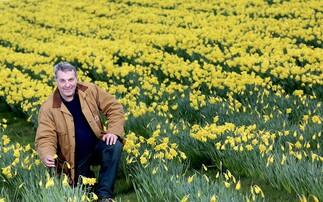 Diversification aims to slow Alzheimer's with daffodils