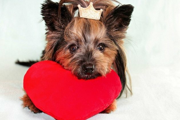 Having dog as pet may result in healthier heart: Study