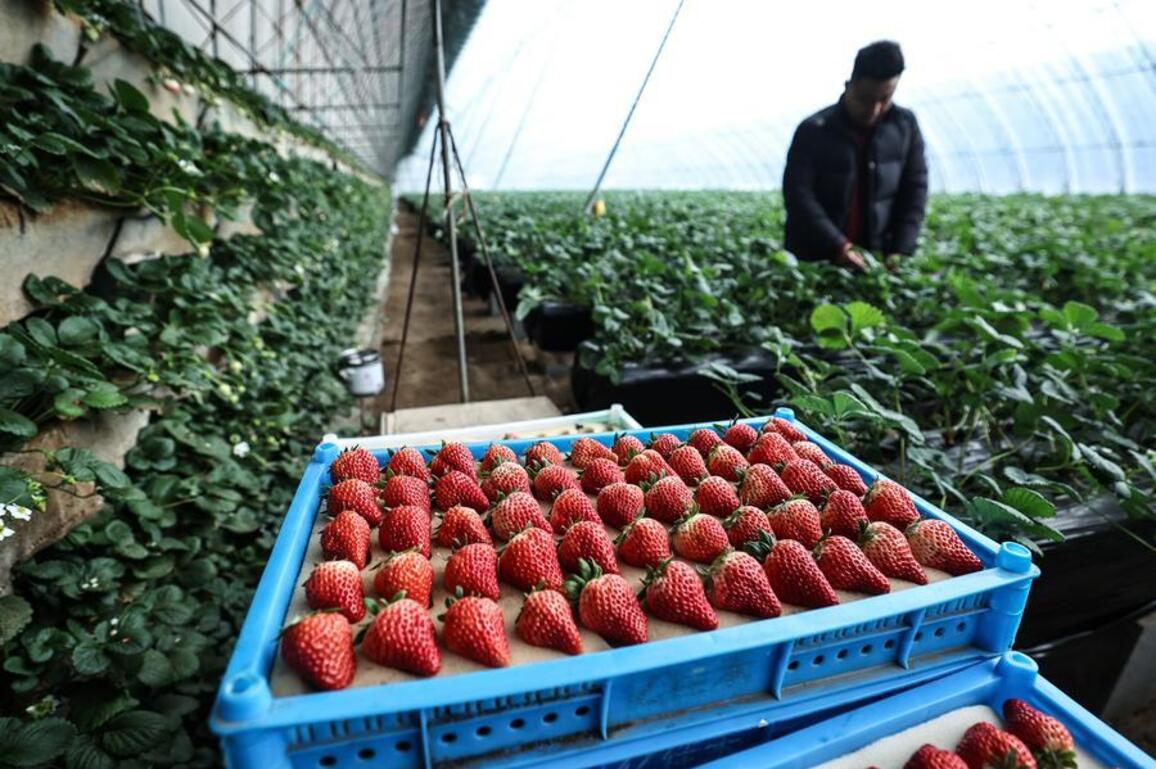 Economy&Life | China's largest strawberry base sees renewed thrust