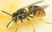 Deadly wasps threaten WA