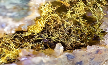  Dendritic visible gold in white breccia from Miraflores.