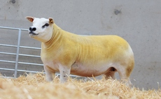 Auction mart sales round up: Texels sell to 5,400gns online, dairies top at £5,400 in Gisburn and averages up at Malton's early breeding sheep sale
