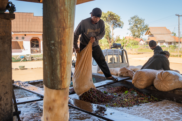LAOS-CHAMPASAK-COFFEE-HARVEST-PRODUCTION