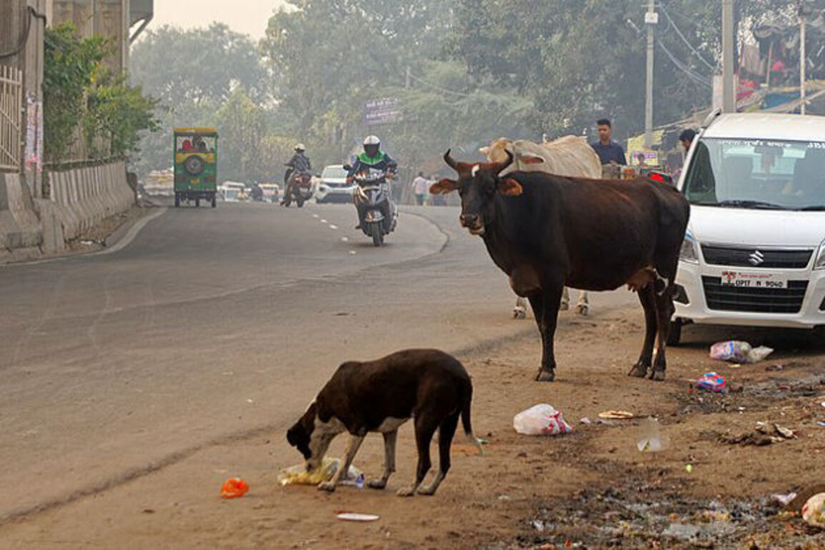 Indian court allows sterilised stray dogs to return to neighbourhoods