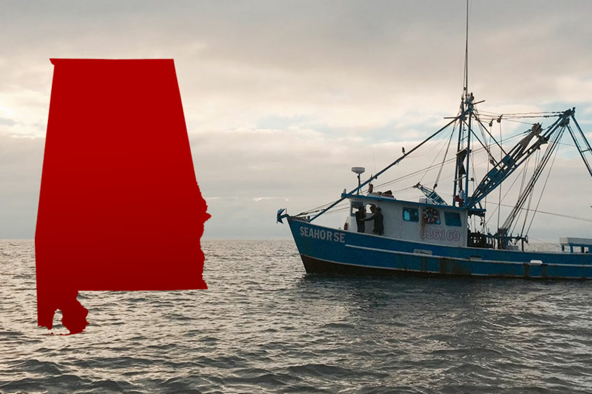 Shrimp season opens June 1 across Alabama state waters