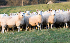 East Sussex livestock worrying incident leads to court fine