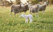 Sheep shortage sees more plants close