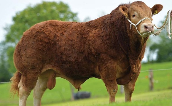 All breeds centre record set at Ballymena for Limousin bull