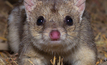  The northern quoll