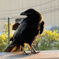 The Rescue of a Real Raven Living at M&T Bank Stadium