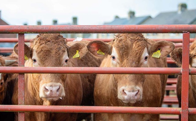 Grants of up to £500,000 will be available to cattle farmers