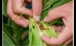  Queensland researchers are developing localised treatment guidelines for fall armyworm. Image: Megan Pope.