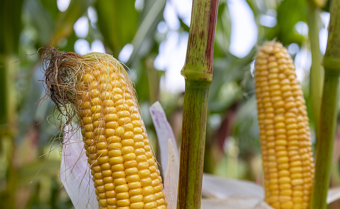 Maize silage growers turn to grain to save clamp space