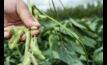  Soybeans are among crop varieties being researched for plant-based protein manufacture under a new research project. Image courtesy CSIRO.
