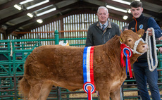 Kirkby Classic sale of show potential cattle tops at £6,000 for the champion 