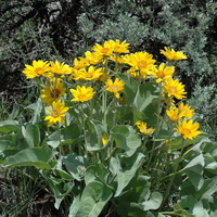 Spring blossoms with guided wildflower hikes - Park Record
