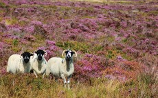 Heather and fungi a viable alternative to anthelmintics?