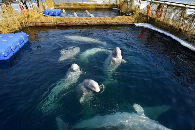 Russia Frees Last Of &#039;Whale Jail&#039; Animals Into Wild In Far East
