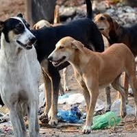 Stray dog menace escalates in Kerala; over 2.24 lakh attacks, 15 deaths till August