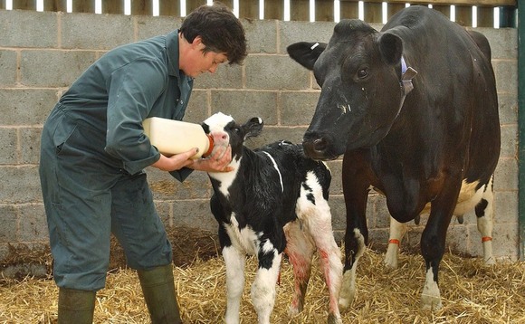 Colostrum: The foundation of good calf health