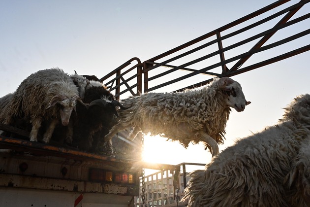 KUWAIT-CAPITAL GOVERNORATE-EID AL-ADHA-LIVESTOCK