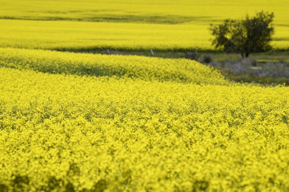 Non-GM canola plantings surge as price premium continues  - Countryman