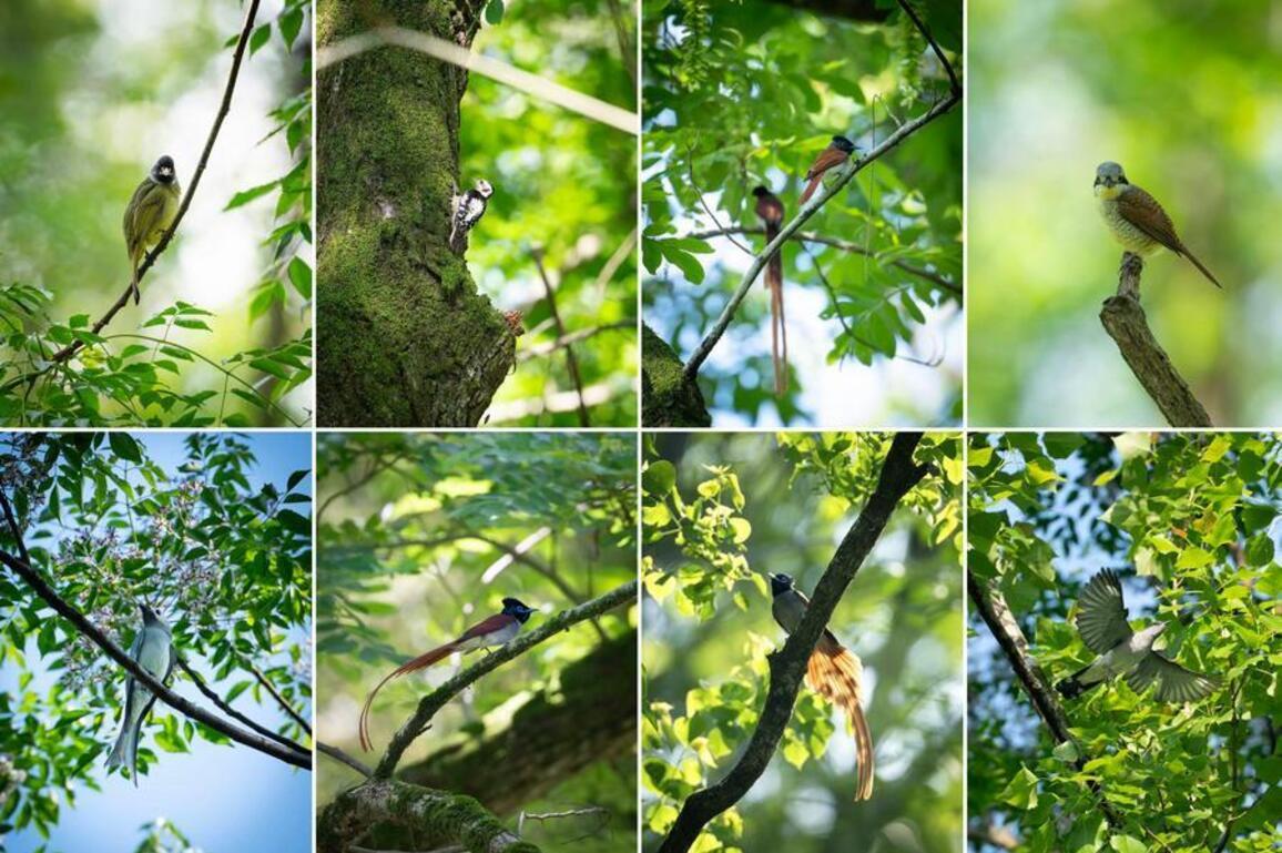 GLOBALink | Asian paradise flycatcher draws tourists to Huangshan for birdwatching boom