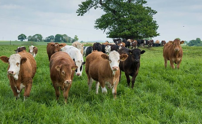 Selective breeding cuts beef emissions