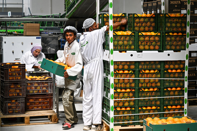 EGYPT-BEHEIRA-CITRUS EXPORT-CHINA-ZERO-TARIFF POLICY