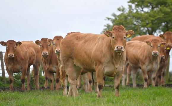 Farmer backlash over controversial NBA beef proposals
