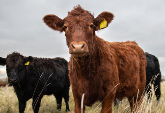 Bluetongue latest: First cases of new season confirmed in England as risk level raised to 'very high'