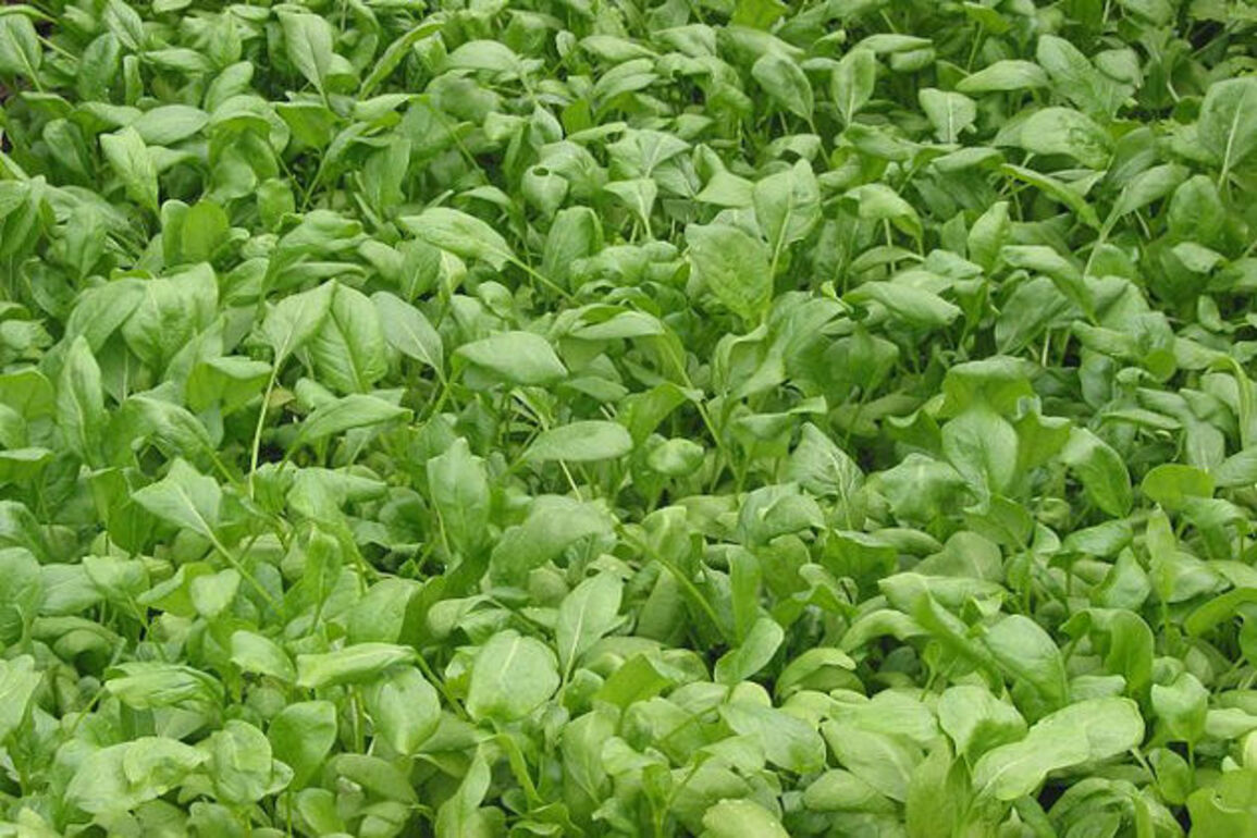 Shops in Ireland ordered to pull contaminated salad products