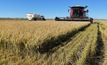 Australian Custom Harvesters will hold its AGM and forum in Swan Hill in August. Photo: Mark Saunders.