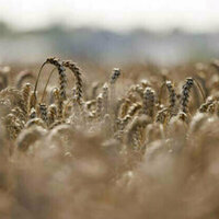 EU to reduce agricultural imports from Ukraine - AFP