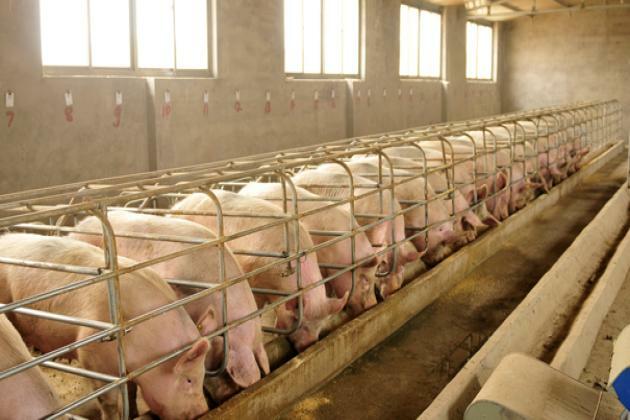 US Farmers Hope for US-China Trade Deal as Pork, Soybean Tariffs Ease