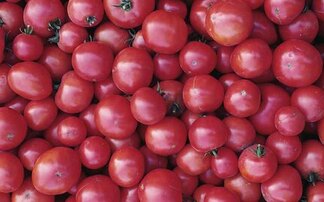 100% British ketchup created after Clarkson's Farm highlights gap in the market