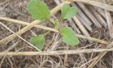 Grower efforts getting on top of wild radish