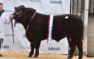 Stirling Bull Sales: Salers realise 16,000gns and Luings peak at 20,000gns
