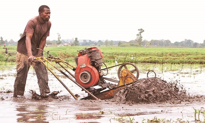 Rice farmers want sale of rice seed licensed Rice farmers want sale of rice seed licensed