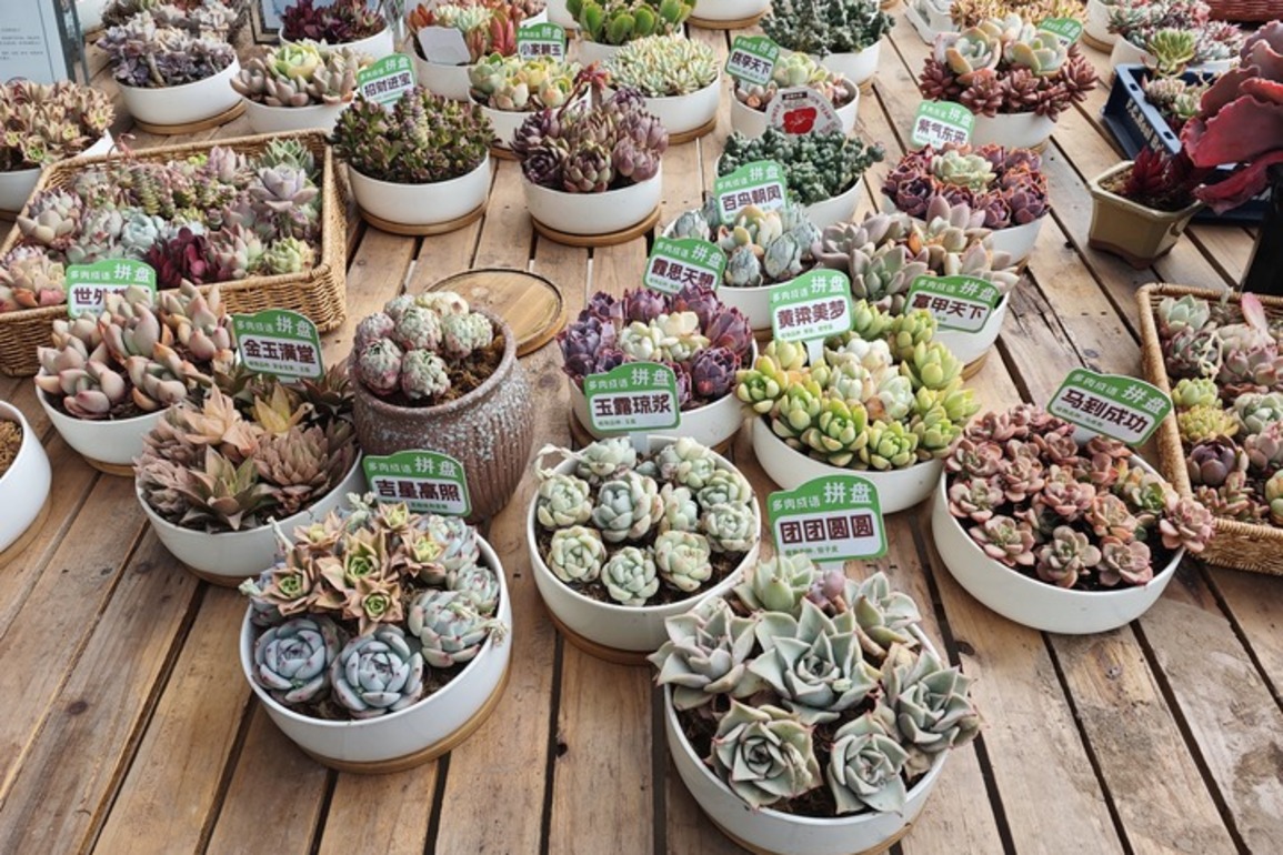 CHINA-HEBEI-HANDAN-FARMER-SUCCULENT FARMING (CN)