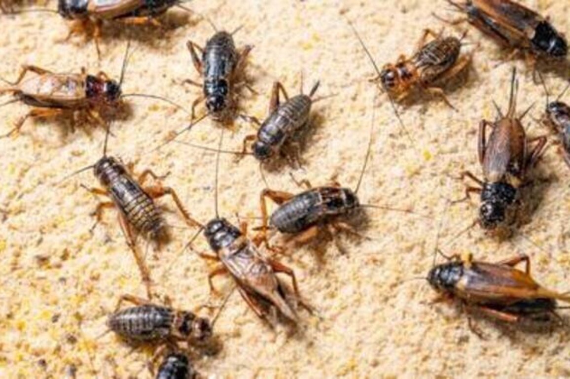 Russians will never eat insects - top MP