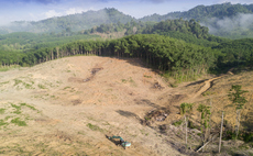 Pension providers need 'more urgency' on deforestation