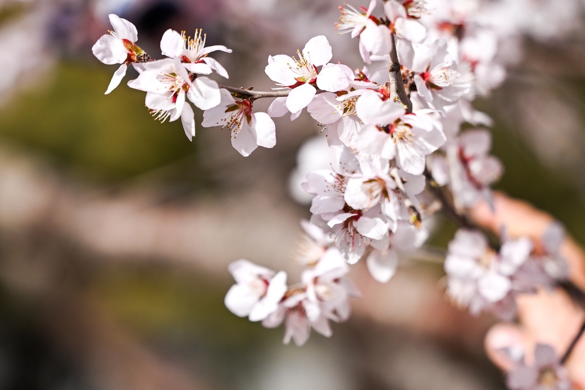 CHINA-INNER MONGOLIA-HOHHOT-PEACH BLOSSOMS (CN)