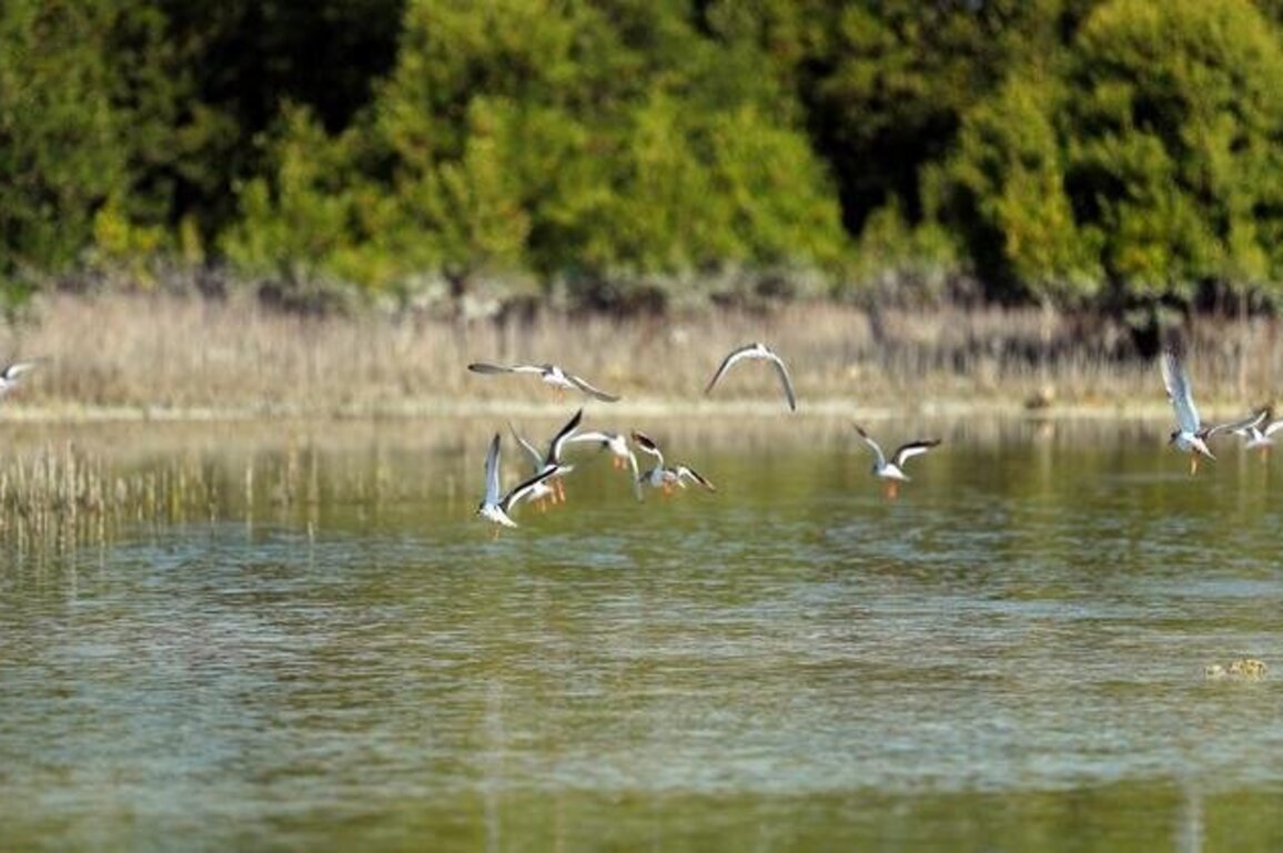 EAD develops Mangrove Ecosystem Monitoring Toolkit for Arabian Gulf region