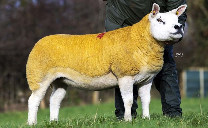 Select Seven Texels sell to 46,000gns smashing record