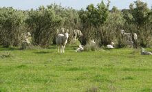 A trial is comparing twin lamb survival. 