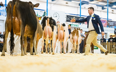 Dairy Show tiebreaker sees Holstein take inter-breed win 