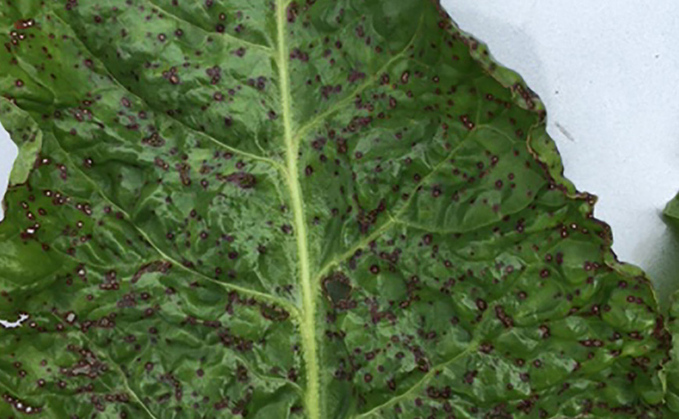 Sugar beet growers warned of fungicide shortage