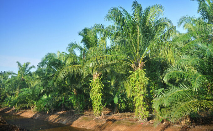 Paris Agreement poses major stranded asset risk to Indonesian palm oil, research warns